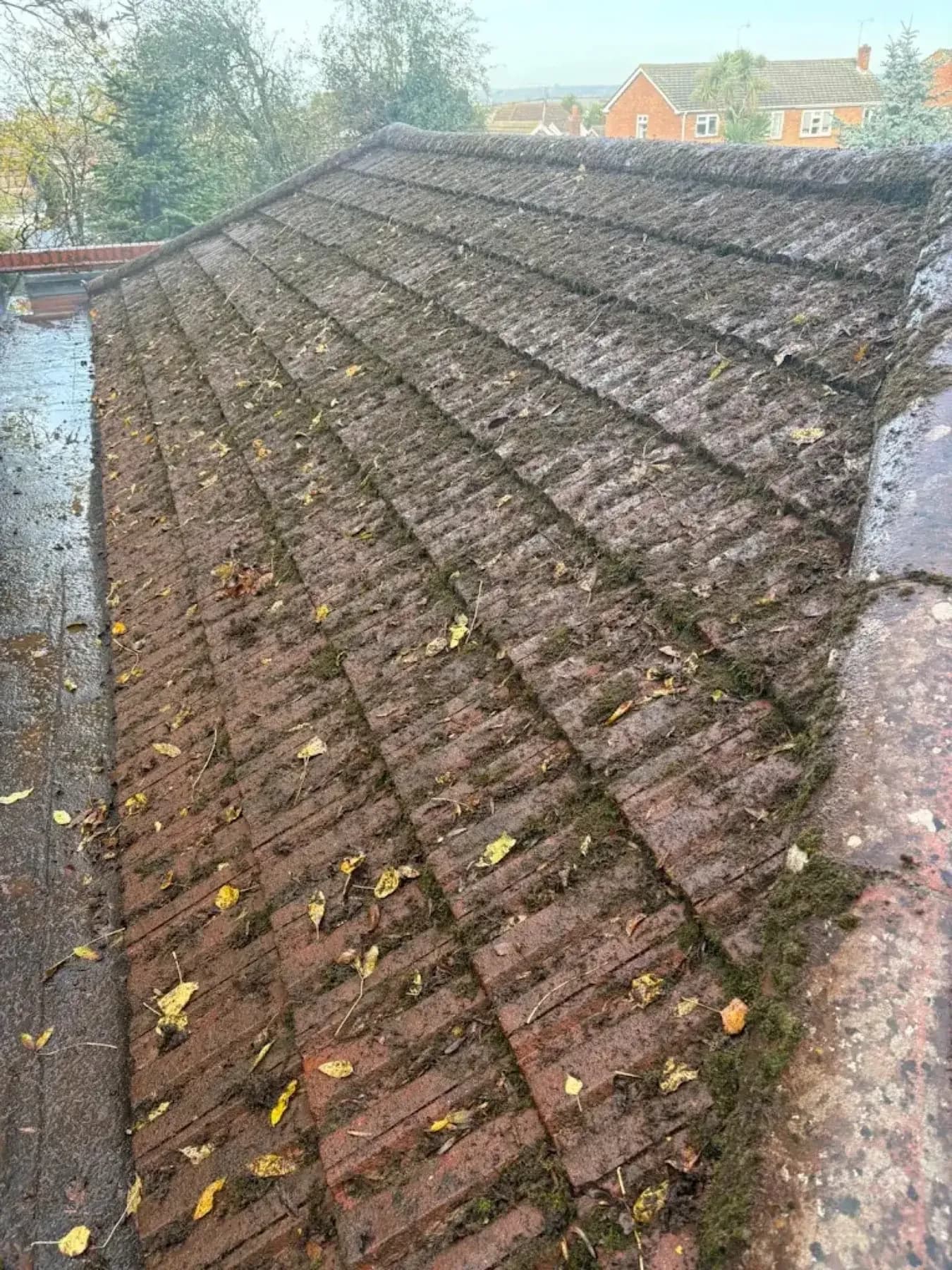 Moss packed into a roof valley and gutter